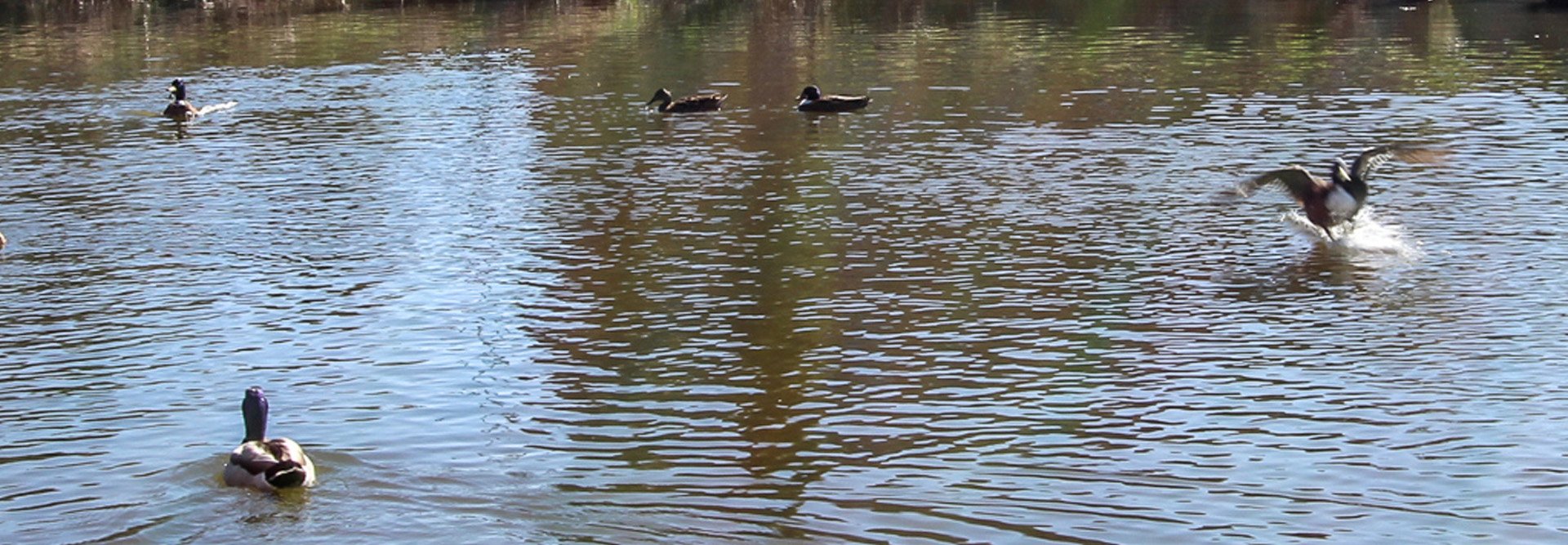 Duck pond, Ely